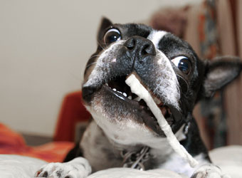 Dog eating