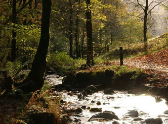 Grizedale