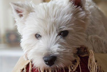 Dog friendly inns in the Lake District