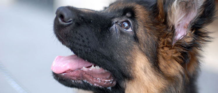 Dog Training & Behaviour Specialists in the Lake District
